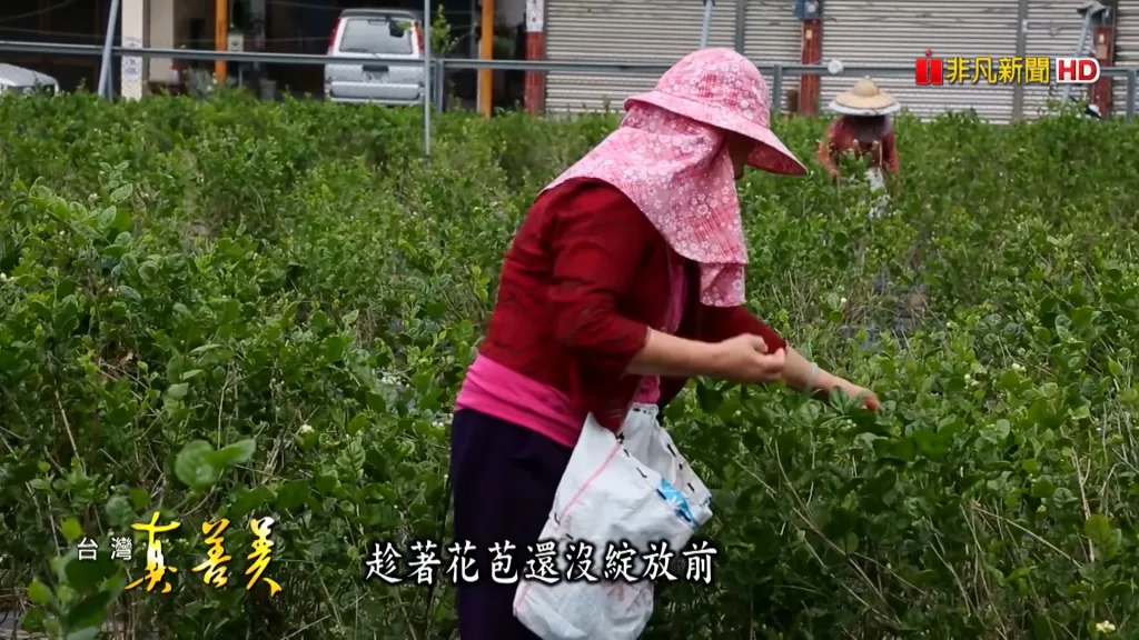 【茉莉龍珠綠茶】綻放舌尖的茉莉盛宴！🌼🌟七窨茉莉｜手工緊壓 🍵 茉莉濃香混合綠茶嫩香 ✨ 球形緊壓 ✨ 甘醇鮮爽 ✨ - 4