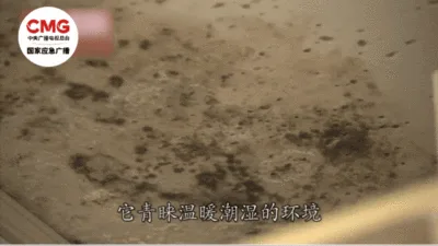 [限時搶購] 日本花香樟腦丸,衣櫃防黴防蛀片,除螨蟲防蟲驅除蟑螂衛生球,家庭防潮 - 4