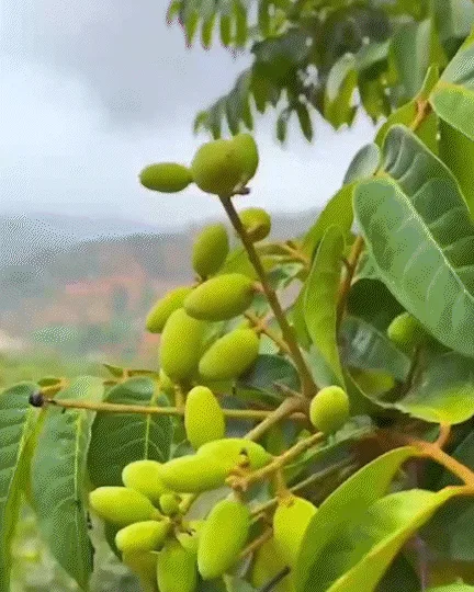 🔥連吃七天血糖直落!新竹寶山橄欖菜,血脂狂降血壓速穩,地表最強植化素引爆代謝💪打破三高魔咒,天然橄欖力引爆代謝奇蹟,甩開藥罐子還你清爽血管,飯桌秒殺神級開胃菜,百年古法手作工藝!健康革命就靠它🛒 - 21