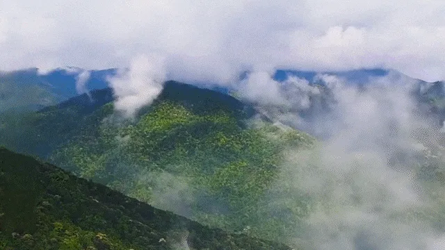 💥血糖有救了!🫒新竹寶山甘草橄欖,降壓降糖、護心降脂、舒緩筋骨胃痛一次滿足🌿天然高鈣防骨鬆,每日幾顆自然療癒,純天然零負擔,橄欖先生強力推薦🔥 - 5
