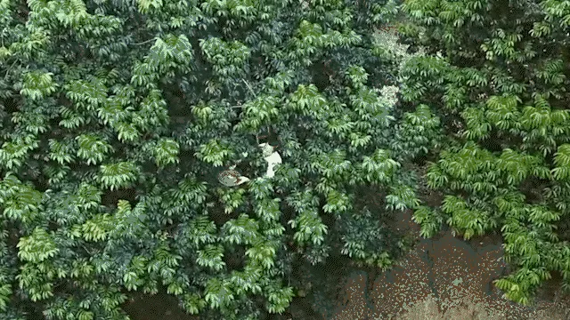 💥血糖有救了!🫒新竹寶山甘草橄欖,降壓降糖、護心降脂、舒緩筋骨胃痛一次滿足🌿天然高鈣防骨鬆,每日幾顆自然療癒,純天然零負擔,橄欖先生強力推薦🔥 - 7
